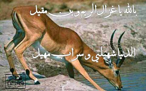 شعـر عن الظبي تويتر 5