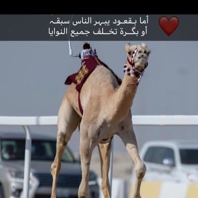 أبيات شعر عن الهجن تويتر 1
