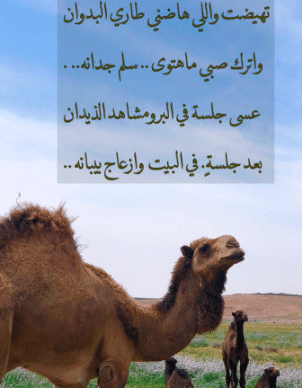 أبيات شعر عن الهجن تويتر 2