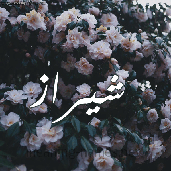 رسائل حب باسم شيراز