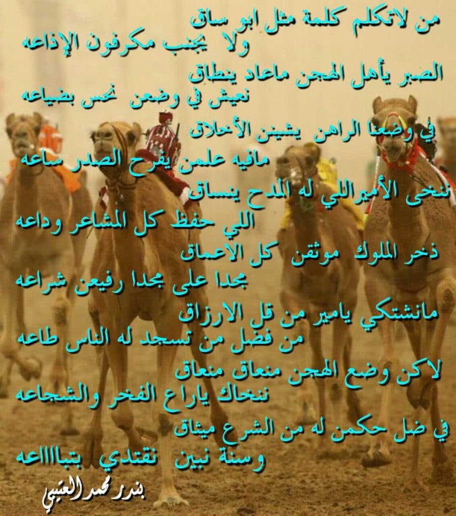 أبيات شعر عن الهجن تويتر 5