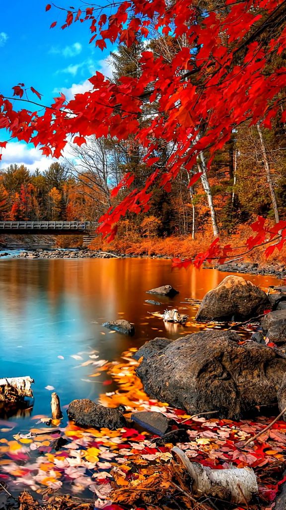 صورجميلة للهاتف4