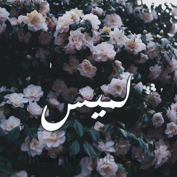 شعر عن اسم لميس