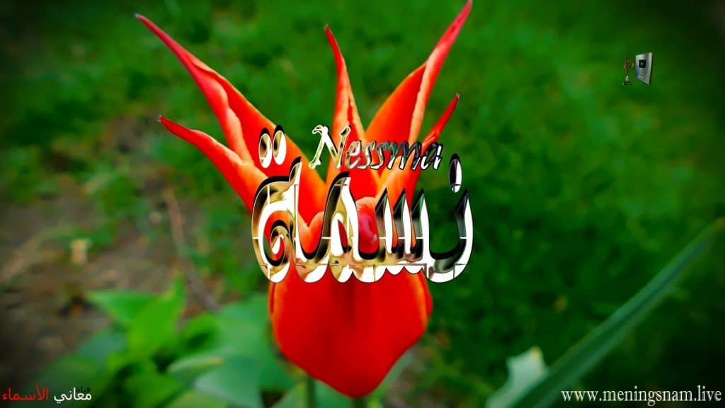 خلفيات اسم نسمة4