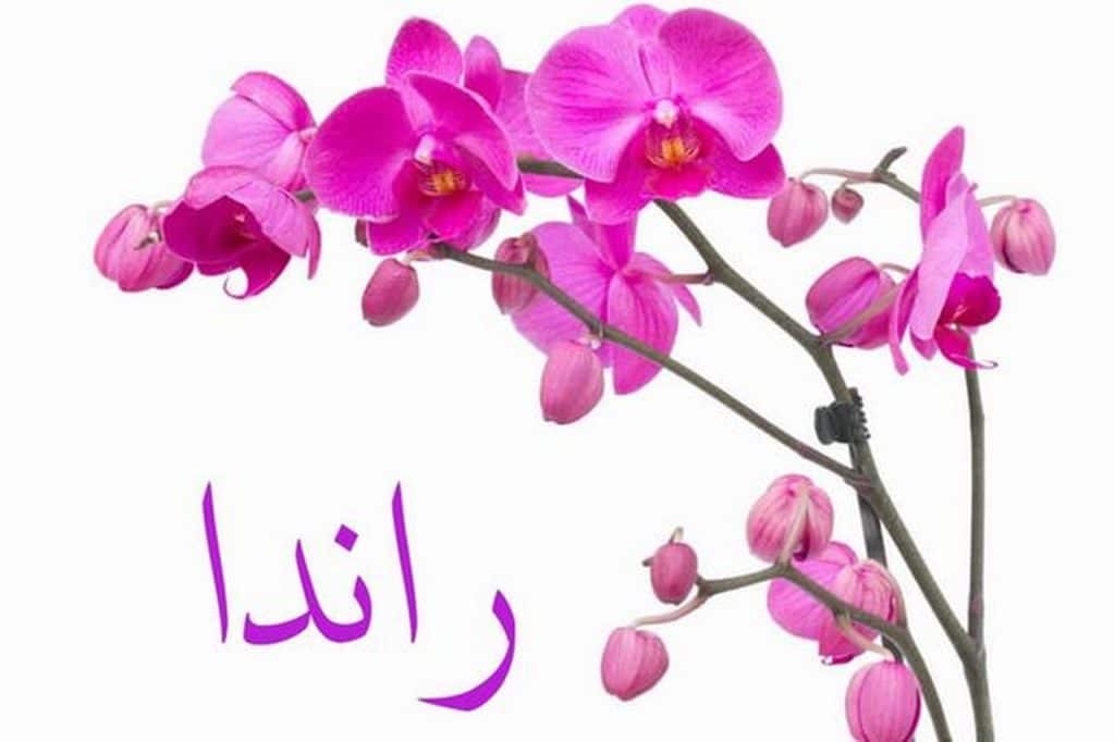 دلع اسم رندا