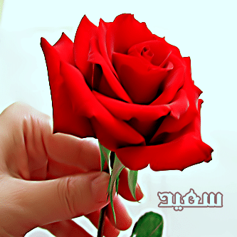 غزل باسم سعيد