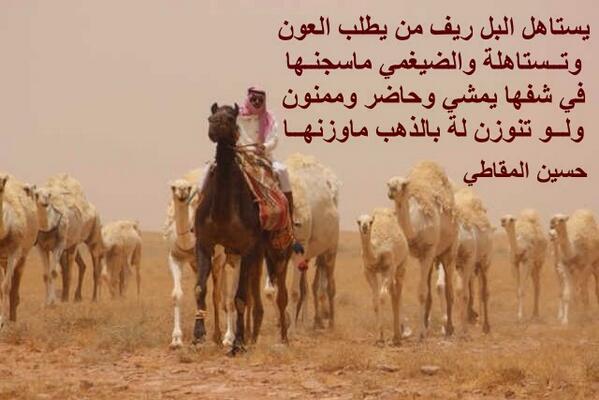أبيات شعر في حب الإبل