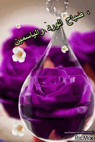 صباح الورد والياسمين gif 4