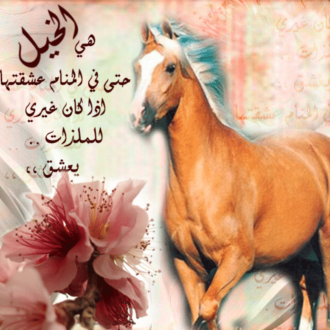 شعر عن الخيل والمرأة