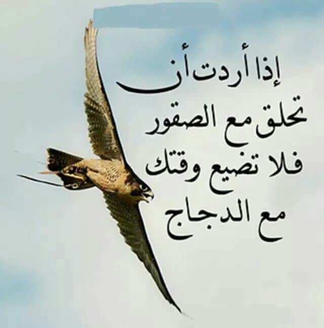 شعر وصف الصقر