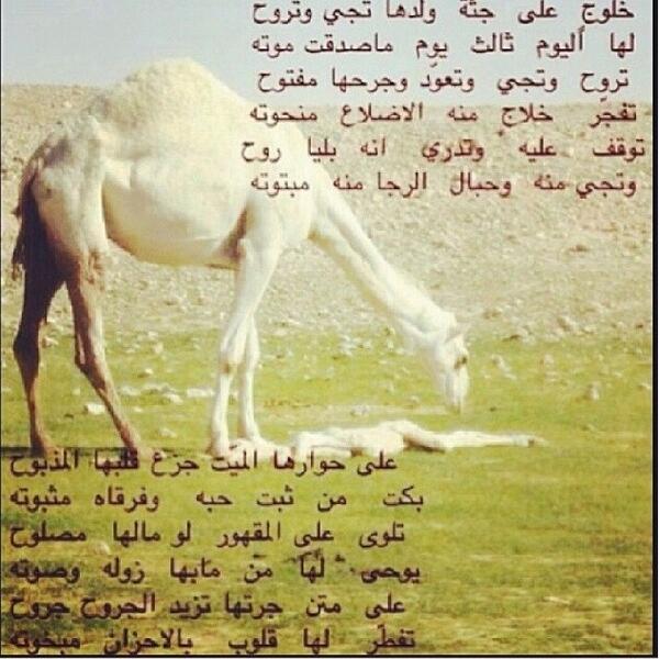 أجمل وصف الإبل