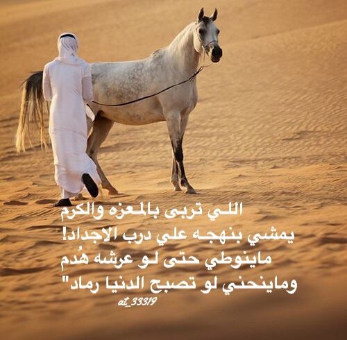 أبيات شعر في حب الإبل