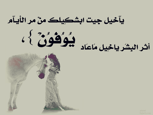 عبارات شعر عن الخيل والمرأة