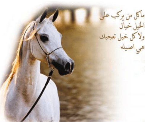 شعر وصف الخيل