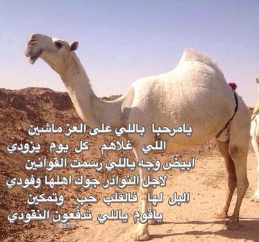 قصيدة في الإبل الصفر