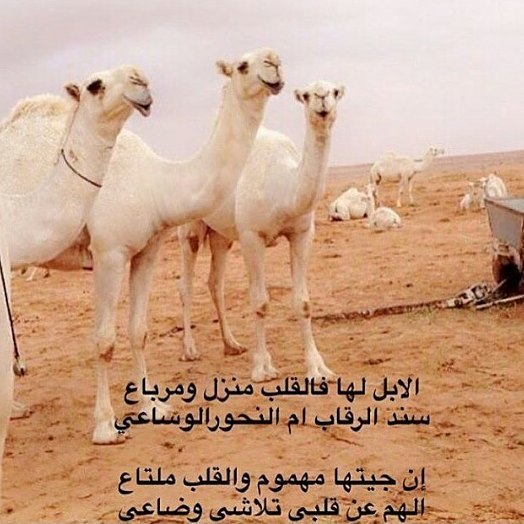شعر في وصف الهجن