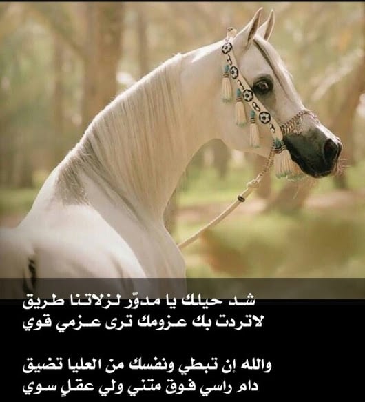 شعر عن الخيل الأدهم