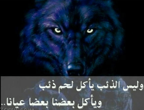 شعر الذيب يطرد الجن