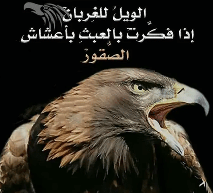 عبارات قويه عن الصقر
