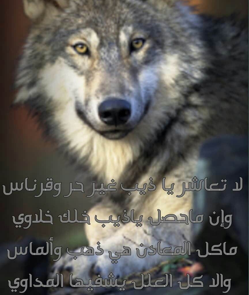 اجمل ما قيل عن الذئاب