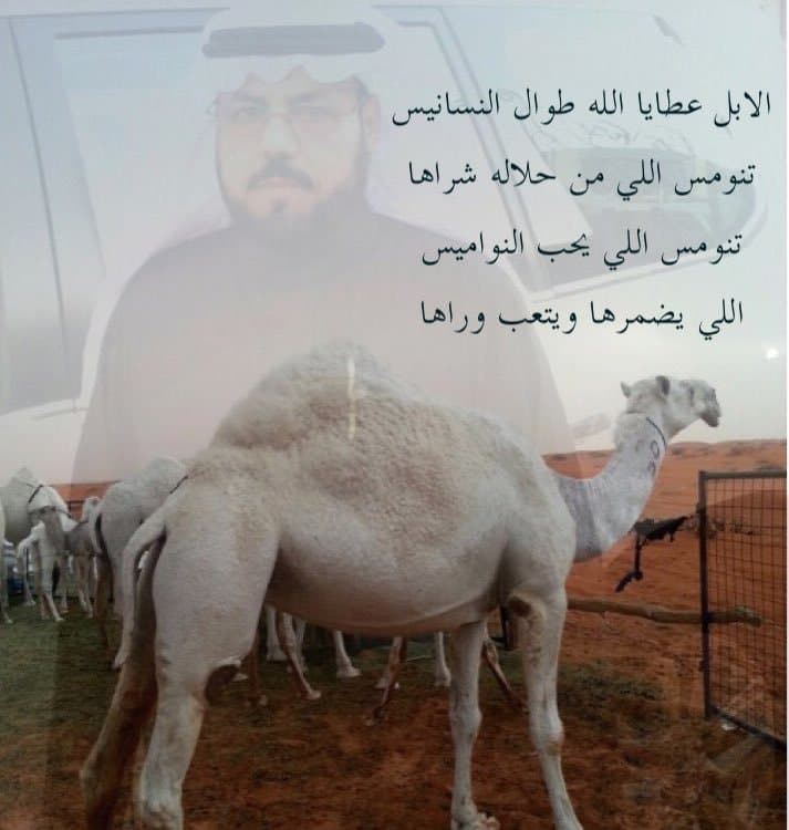 قصيدة الإبل عطايا الله