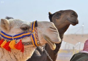 شعر وصف الابل
