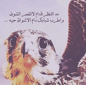 شعر وصف الصقر