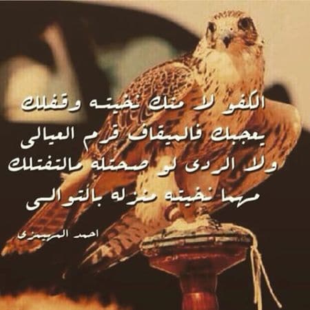 قصيدة شيخ الرجال