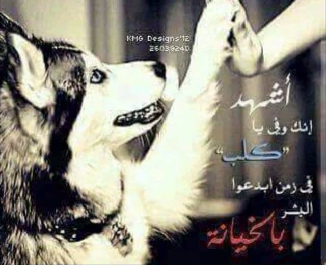 شعر عن وفاء الكلاب وغدر الإنسان