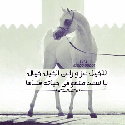شعر عن الخيل بالفصحى