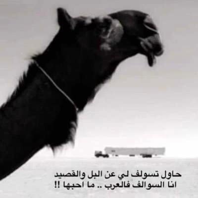 قصيدة في الابل المجاهيم
