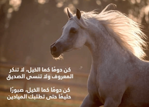 شعر عن الخيل والمرأة