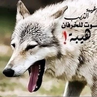شعر عن الذيب عراقي