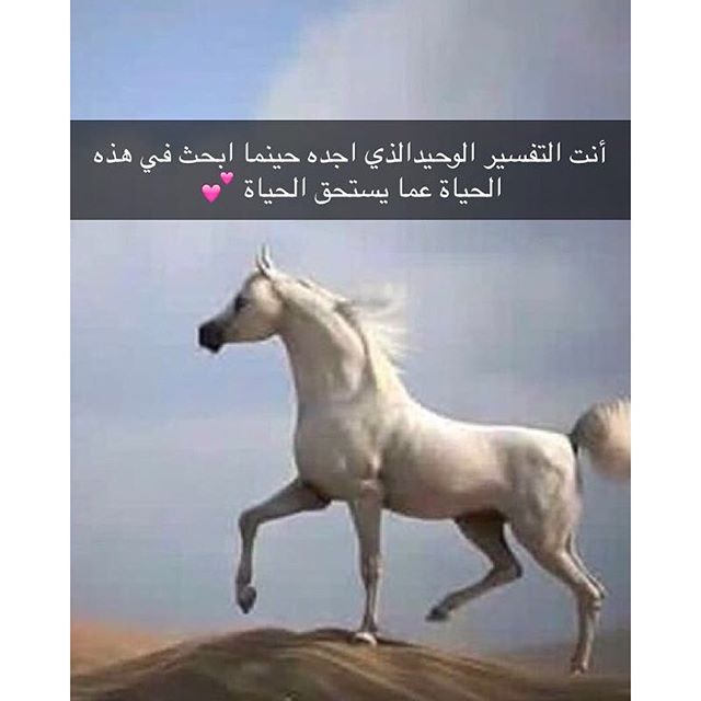 شعر عن الخيل والحب