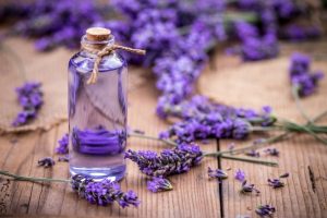 فوائد عطر اللافندر