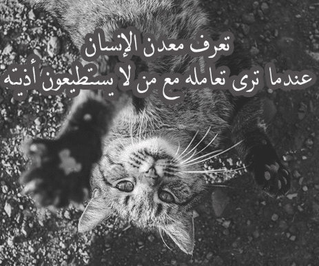 تغريدات عن الـرفق 1