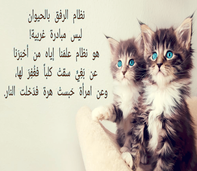 تغريدات عن الـرفق 4