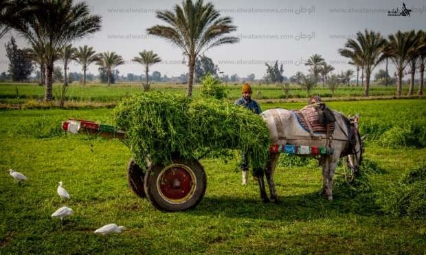 مناظر طبيعية من الريف المصري2