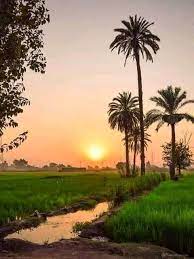 مناظر طبيعية من الريف المصري4
