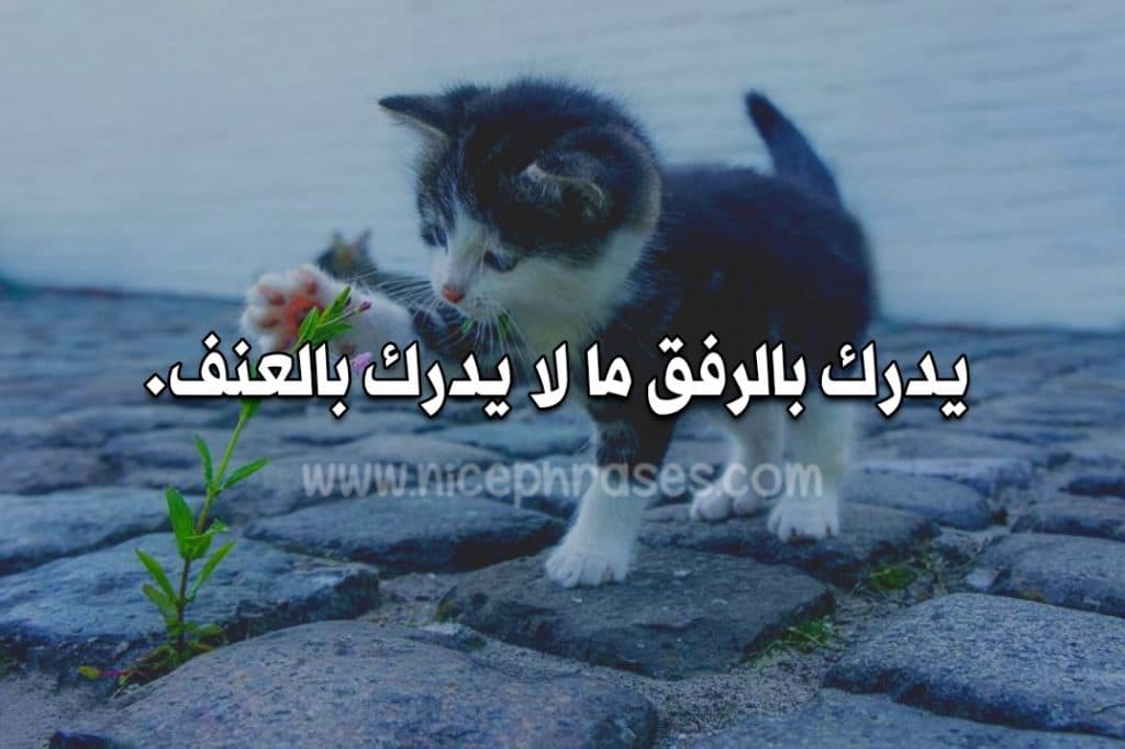 عبارات عن الرفق بالحيوان