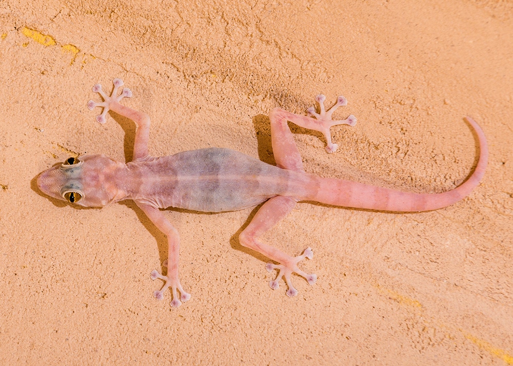 اصطياد الوزغ