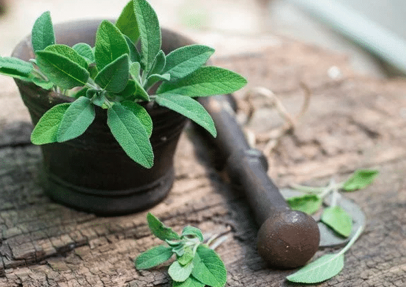 تجربتي مع الميرمية والتكيس