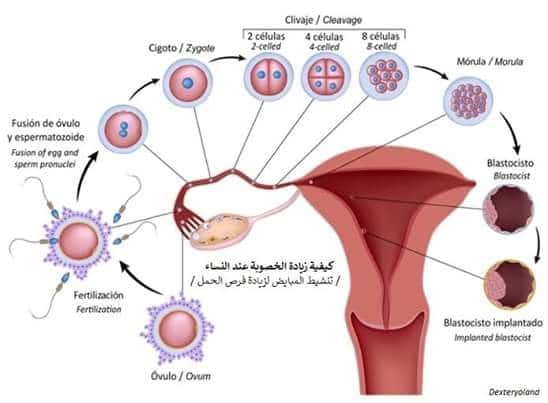 وصفة لزيادة الخصوبة عند المرأة