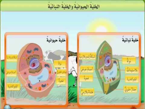 شرح درس الخلية النباتية والحيوانية