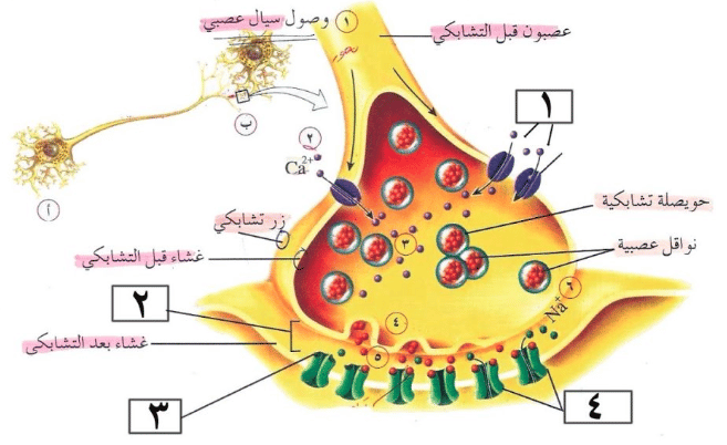 شرح درس السيال العصبي