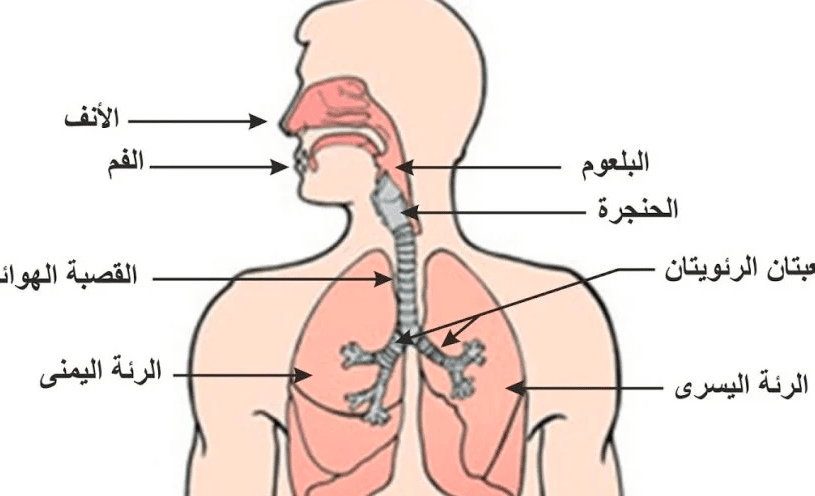 شرح درس الجهاز التنفسي
