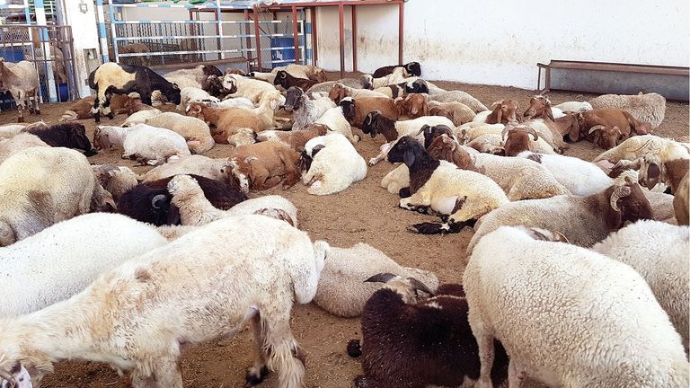 دعاء الذبح في عيد الاضحى