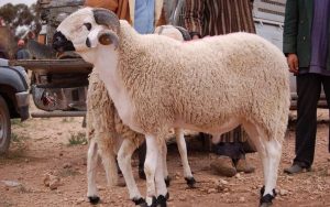 دعاء الذبح في عيد الاضحى
