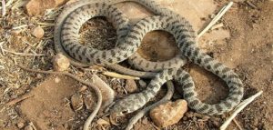 الفرق بين الثعبان والافعى
