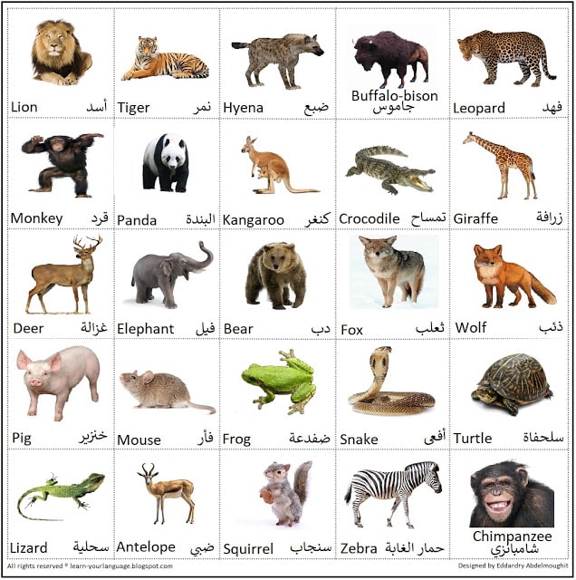 اسماء الحيوانات بالانجليزي والعربي بالصور2